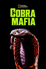 Mafia Rắn Hổ Mang